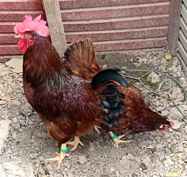 ไก่ไข่โรดไอแลนด์เรด รูปที่ 3