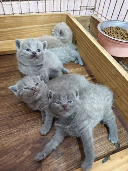 ขายเหมาคอก ดช บริทิช ช็อตแฮร์ 5 ตัว รูปที่ 5