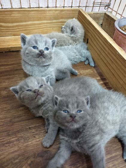 ขายเหมาคอก ดช บริทิช ช็อตแฮร์ 5 ตัว รูปที่ 4