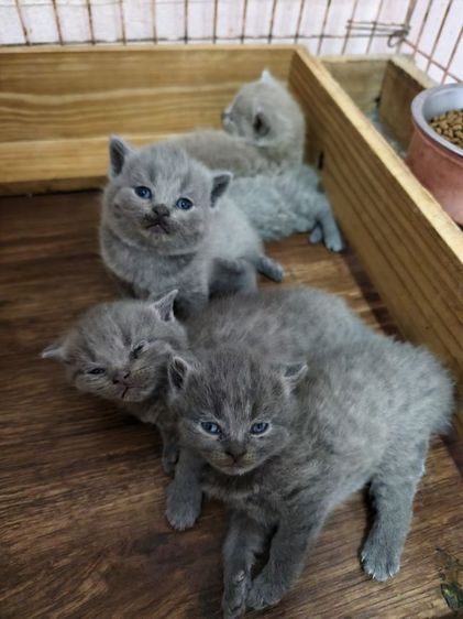 ขายเหมาคอก ดช บริทิช ช็อตแฮร์ 5 ตัว