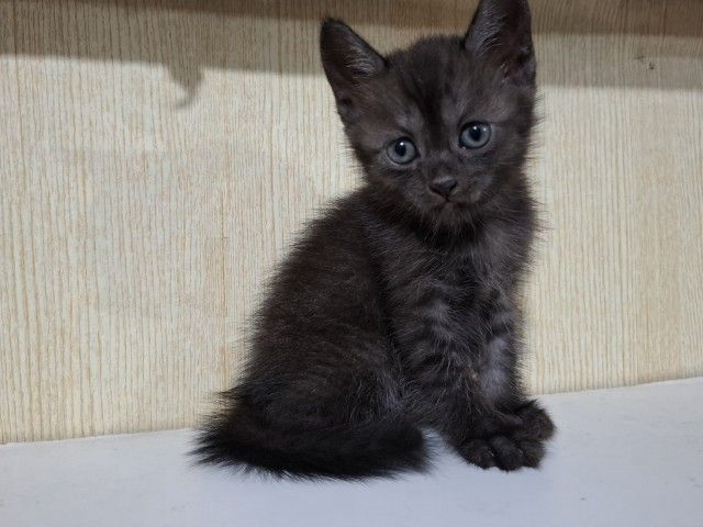 ลูกครึ่งเปอร์เซียบริติช รูปที่ 9