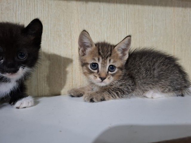 ลูกครึ่งเปอร์เซียบริติช รูปที่ 5