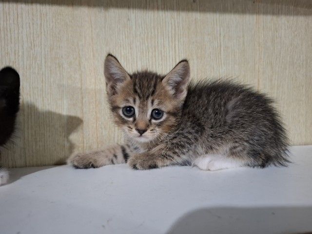 ลูกครึ่งเปอร์เซียบริติช รูปที่ 4