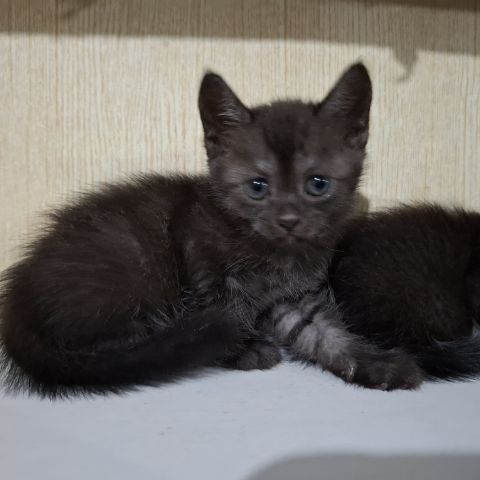 ลูกครึ่งเปอร์เซียบริติช รูปที่ 8