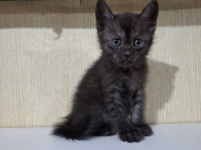 ลูกครึ่งเปอร์เซียบริติช รูปที่ 10