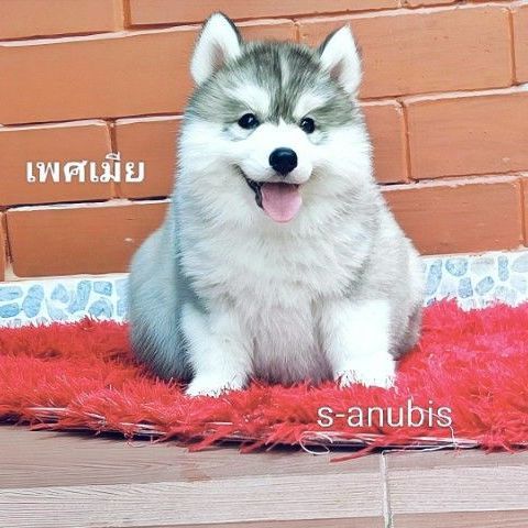 ลูกสุนัขไซบีเรียนฮักกี้ วูลลี่โค้ท รูปที่ 2