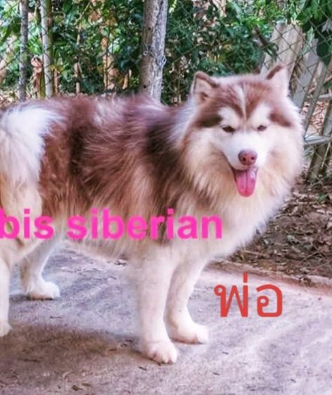 ลูกสุนัขไซบีเรียนฮักกี้ วูลลี่โค้ท รูปที่ 4