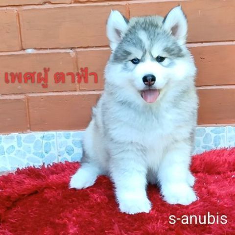 ไซบีเรียน ฮัสกี้ (Siberian Husky) เล็ก ลูกสุนัขไซบีเรียนฮักกี้ วูลลี่โค้ท