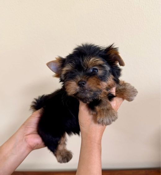 ยอร์คเชียร์ เทอร์เรีย (Yorkshire Terrier) เล็ก ยอร์คเชียร์ไซด์ทอยและทีคัพ