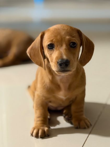 ลูกดัชชุน