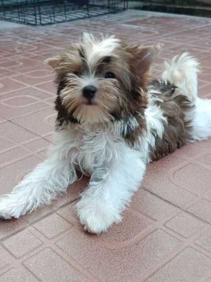 ยอร์คเชียร์ เทอร์เรีย (Yorkshire Terrier) เล็ก ลูกบีเวอร์ยอรคเชียร์แท้ อายุ2เดือนกว่า ราคาโปรมีตัวเดียว