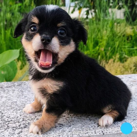 ชิวาวา (Chihuahua) เล็ก ชิวาวา ขนยาว