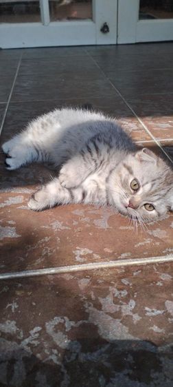 ได้บ้านแล้ว รูปที่ 4