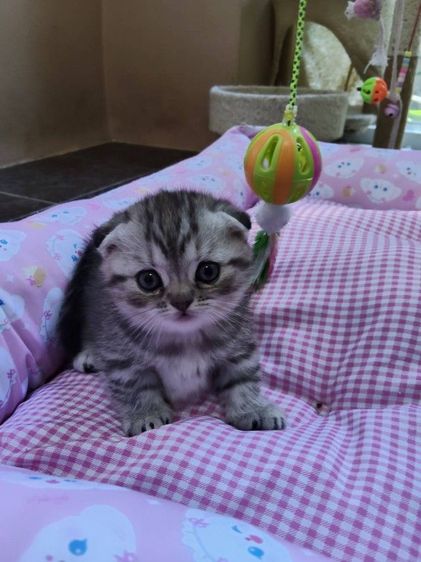 ได้บ้านแล้ว รูปที่ 2