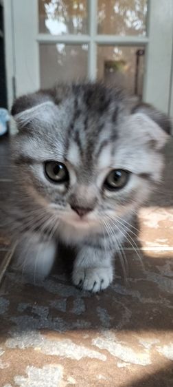 ได้บ้านแล้ว รูปที่ 3