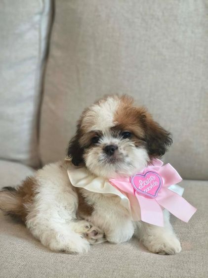 เหลือหญิง1 ชาย3✅ รูปที่ 14