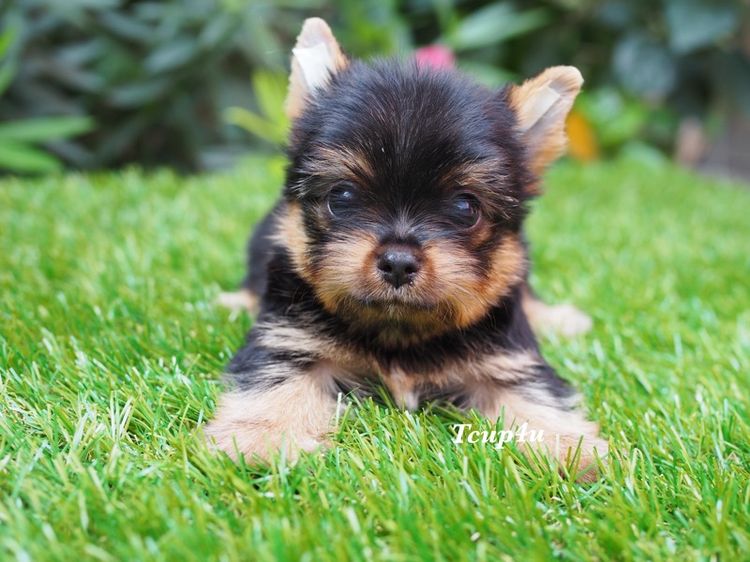 ยอร์คเชียร์ เทอร์เรีย (Yorkshire Terrier) ลูกยอร์คเชียร์ เพศผู้  ไซร์เล็ก