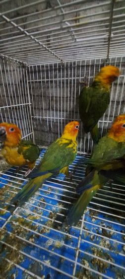 ซันคอนัวร์เพศผู้เชื่องๆพร้อมใบตรวจเพศ ป้อนมือ รูปที่ 4