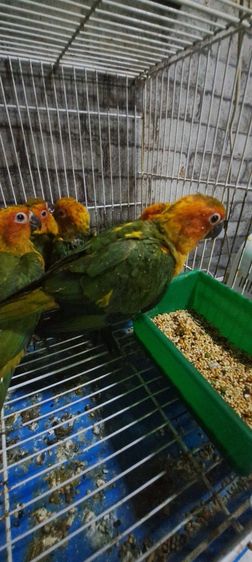 ซันคอนัวร์เพศผู้เชื่องๆพร้อมใบตรวจเพศ ป้อนมือ รูปที่ 5