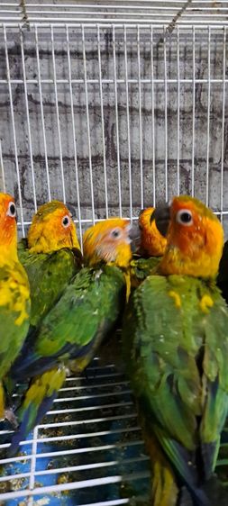 ซันคอนัวร์เพศผู้เชื่องๆพร้อมใบตรวจเพศ ป้อนมือ รูปที่ 6