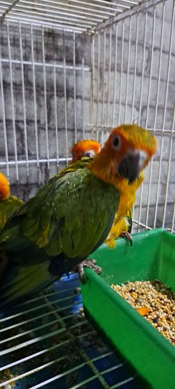 ซันคอนัวร์เพศผู้เชื่องๆพร้อมใบตรวจเพศ ป้อนมือ รูปที่ 7