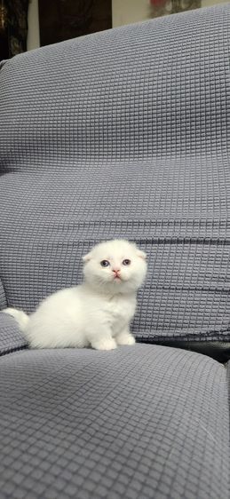 มันช์กิน รูปที่ 2