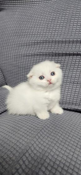 มันช์กิน