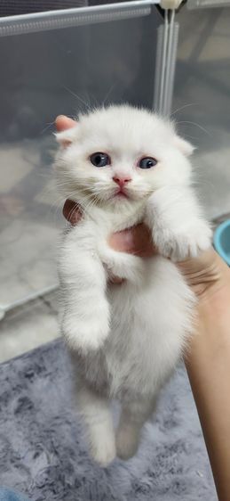 มันช์กิน รูปที่ 6