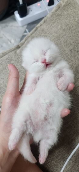 มันช์กิน รูปที่ 9