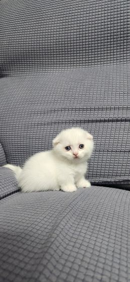 มันช์กิน รูปที่ 3