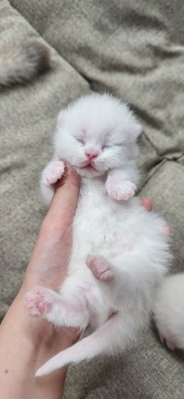 มันช์กิน รูปที่ 8