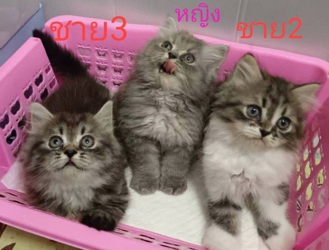 ขายแมวเปอร์เซียมีทั้งชายและหญิง รูปที่ 2