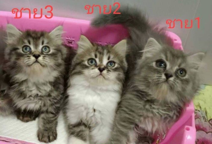 ขายแมวเปอร์เซียมีทั้งชายและหญิง รูปที่ 3