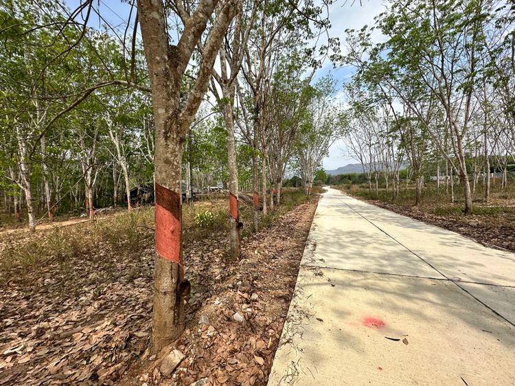 สวนยางพาราป่าละอู ติดถนน น้ำไฟ