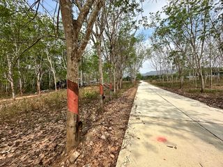 สวนยางพาราป่าละอู ติดถนน น้ำไฟ
