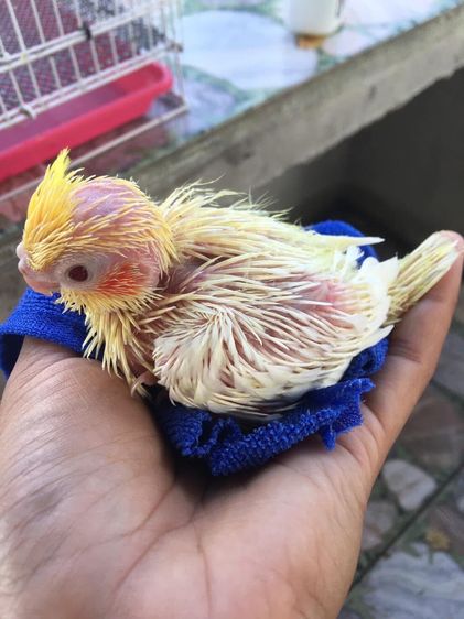 คอกคาเทล ลูกป้อน ค๊อกคาเทล