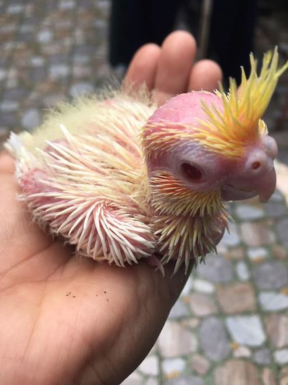 ลูกป้อน ค๊อกคาเทล รูปที่ 3