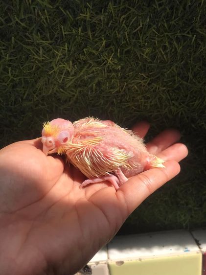 ลูกป้อน ค๊อกคาเทล รูปที่ 5