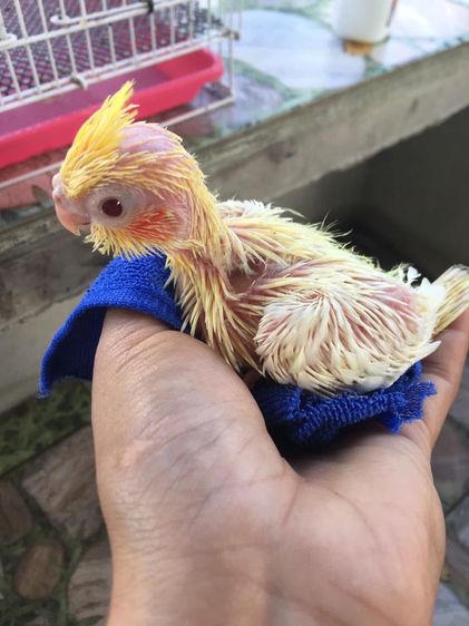 ลูกป้อน ค๊อกคาเทล รูปที่ 4