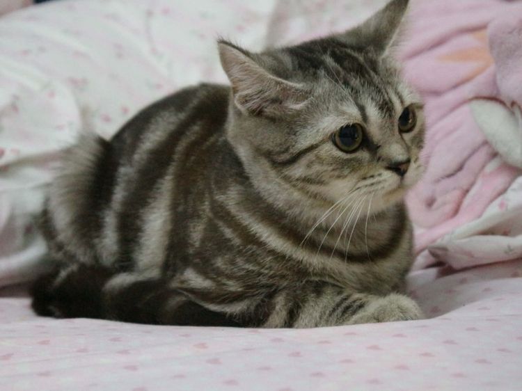 สก๊อตติชโฟล์ด รูปที่ 2