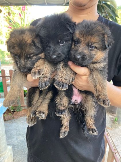 ลูกสุนัขเยอรมันเชพเพิร์ด รูปที่ 4