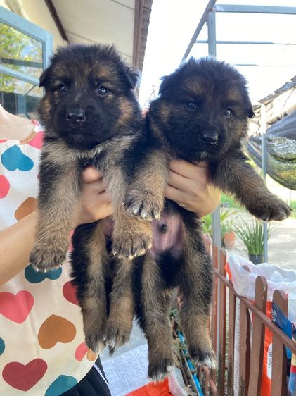 เยอรมันเชพเพิร์ด (German Shepherd) ใหญ่ ลูกสุนัขเยอรมันเชพเพิร์ด