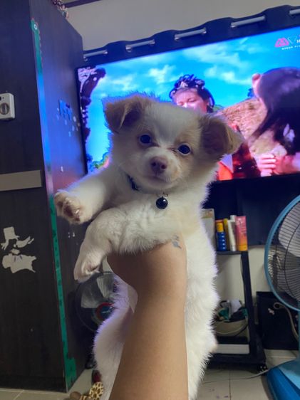 ชิวาวา (Chihuahua) เล็ก ชิวาว่า