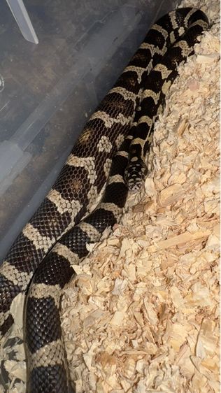 ลดประชากร King snake, Hybrid jungle corn snake, Ball python รูปที่ 3