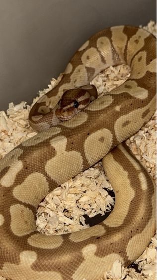 ลดประชากร King snake, Hybrid jungle corn snake, Ball python