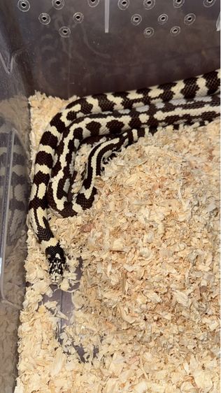 ลดประชากร King snake, Hybrid jungle corn snake, Ball python รูปที่ 2