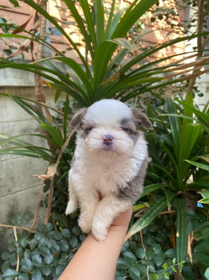 น้องชิสุผสม รูปที่ 2