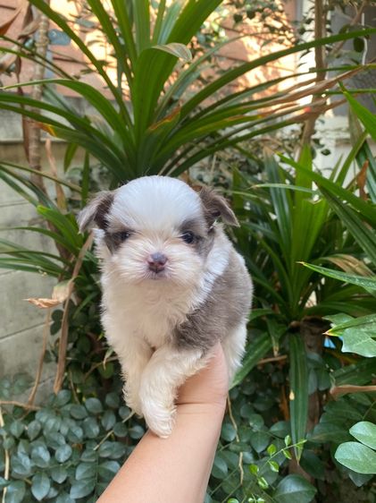 ชิสุ (Shih Tzu) เล็ก น้องชิสุผสม