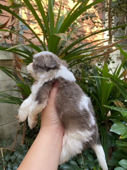 น้องชิสุผสม รูปที่ 5