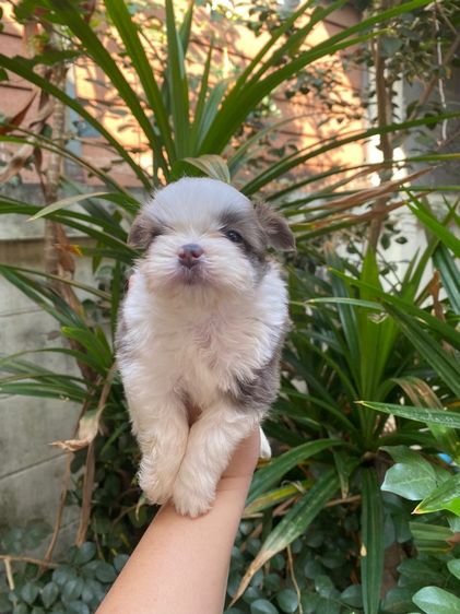 น้องชิสุผสม รูปที่ 3